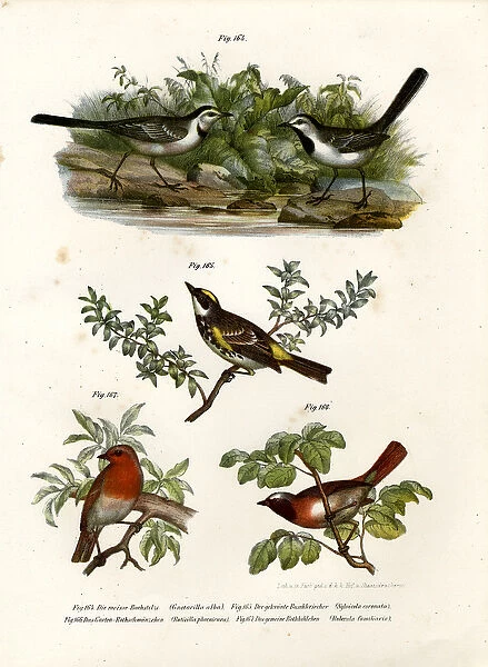 White Wagtail, 1864 (colour litho)