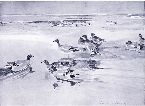 Wigeon on the sands (litho)