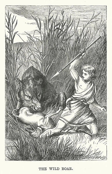 The wild boar (engraving)