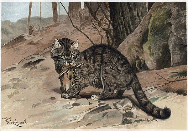 Wild Cat - The wildcat (Felis silvestris) - engraving from 'Brehm