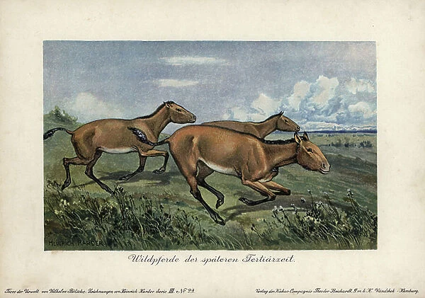 Wild horses from the late tertiary era, kind of equus ferus. Chromolithography by Heinrich Garden (1858-1935) (series prehistoric animals of the Reichardt Cocoa Company), originally published in 'Animals of the Prehistoric World', 1916