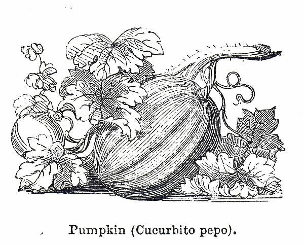 Woodblock engraving depicting a pumpkin (Curcurbito Pepo), 19th century