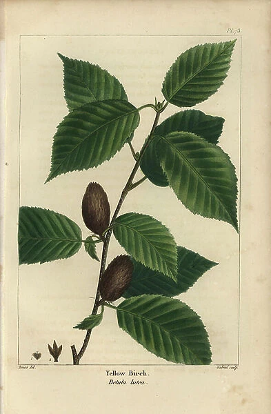 Yellow birch, Betula lutea