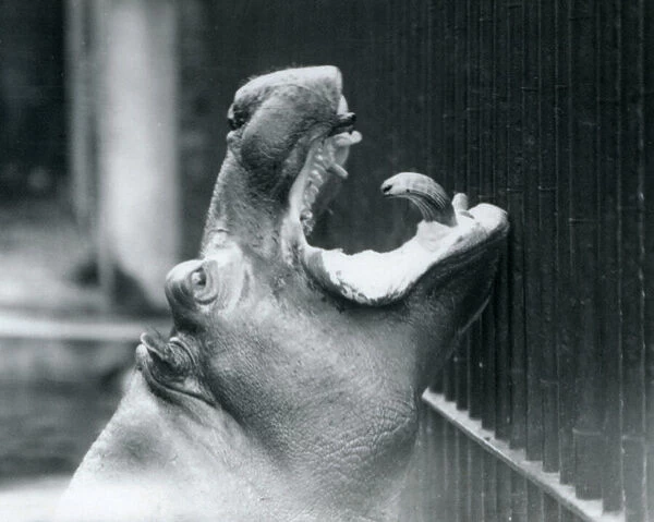 Young Hippopotamus Bobbie at London Zoo, 1927 (b  /  w photo)