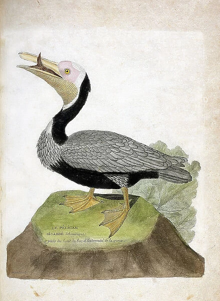 Zoological chart (ornithology): American bigarre pelican
