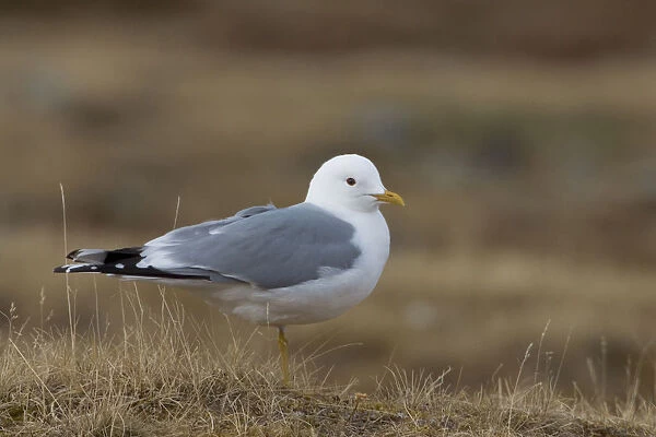 Adult Common Gull perched on the ground, Norway