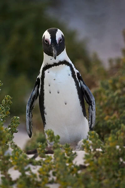Adult Jackass Penguin on the beach with tourists, South Africa