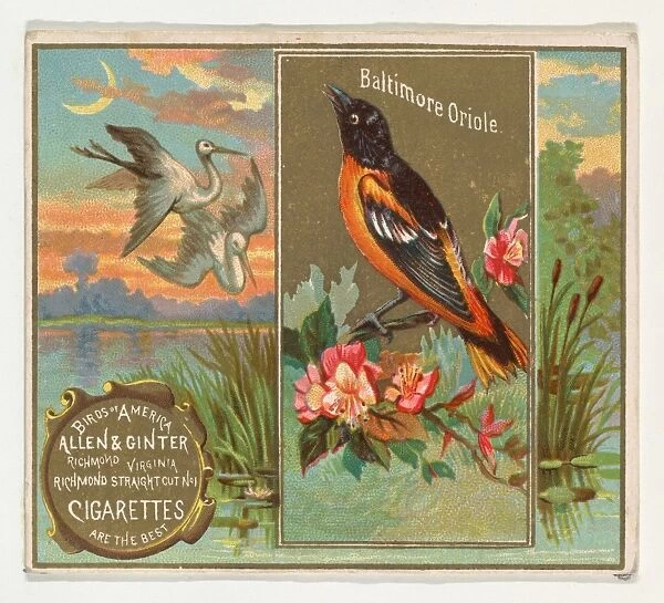 Baltimore Oriole Birds America series N37 Allen & Ginter Cigarettes