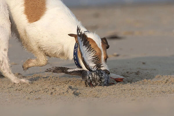 Black Guillemot attacked by dog at beach, Cepphus grylle, Netherlands