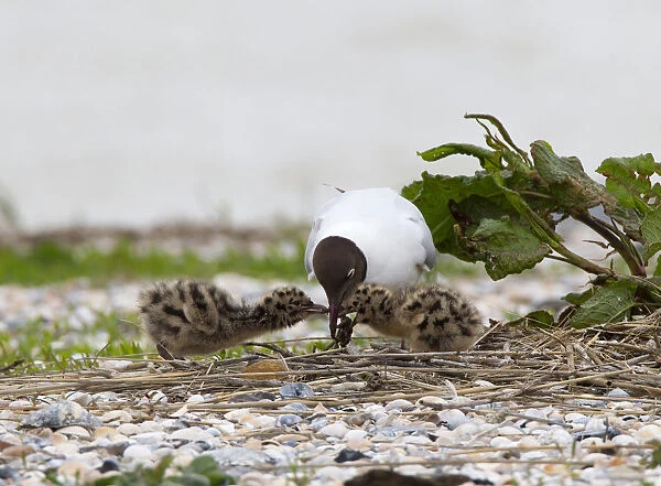 Black-headed Gull feeding young, Chroicocephalus ridibundus