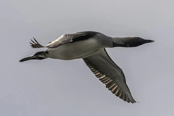 Black-throated Loon in flight, Gavia arctica