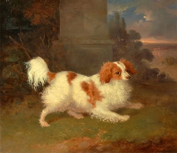 A Blenheim Spaniel, William Webb, ca. 1780-1845, British