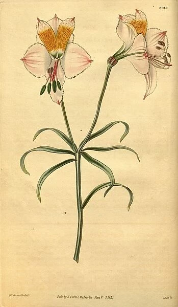 Botanical print or English natural history illustration by Joseph Swan 1796-1872