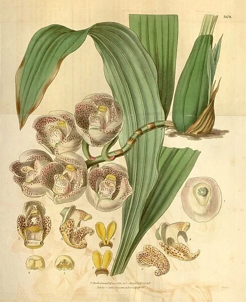 Botanical print or English natural history illustration by Joseph Swan 1796-1872