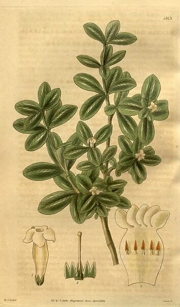 Botanical print by Sir William Jackson Hooker, FRS, 1785 a 1865, English botanical