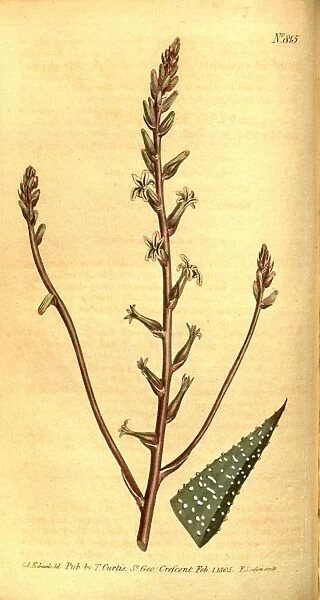 Botanical print by Sydenham Teast Edwards 1768 a 1819, Sydenham Edwards was a natural