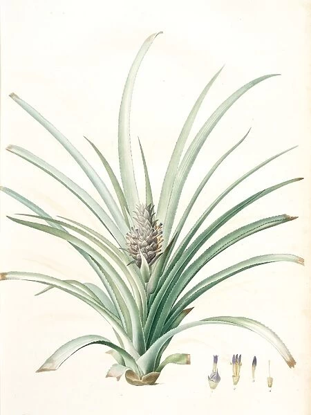 Bromella ananas, Ananas sativus; Bromella cultive; Pineapple, Redoute, Pierre Joseph