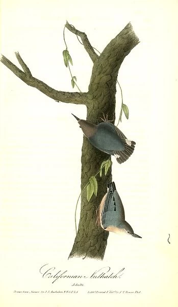 Californian Nuthatch. Adults. Audubon, John James, 1785-1851
