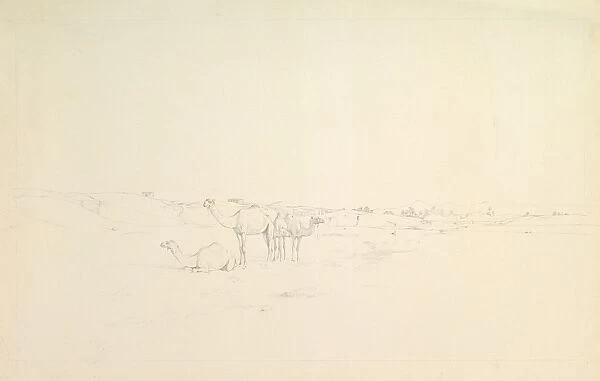 Camels landscape late 19th-mid-20th century