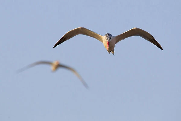 Caspian tern in flight, Egypt