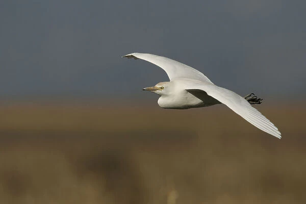 Cattle Egret adult winterplumage flying