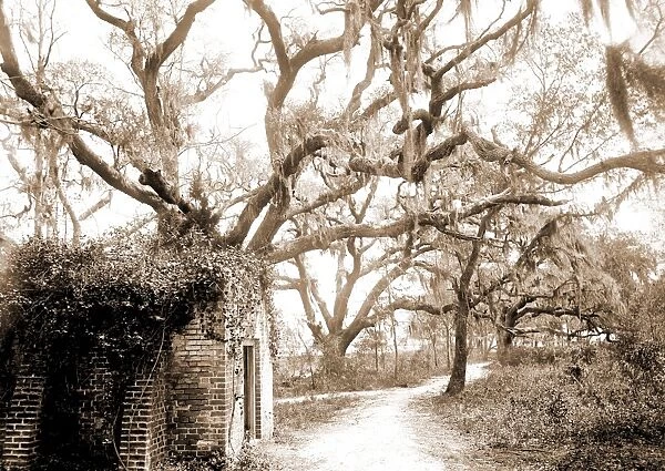 Chicora Park, Charleston, S. C, Parks, United States, South Carolina, Charleston, 1890
