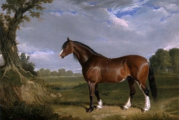 A Clydesdale Stallion Signed and dated, lower left: JF Herring | 1820'