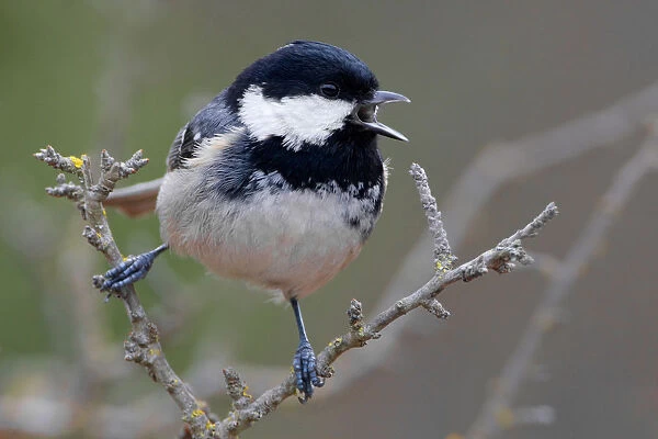 Coal Tit perched on twig, Periparus ater, Italy