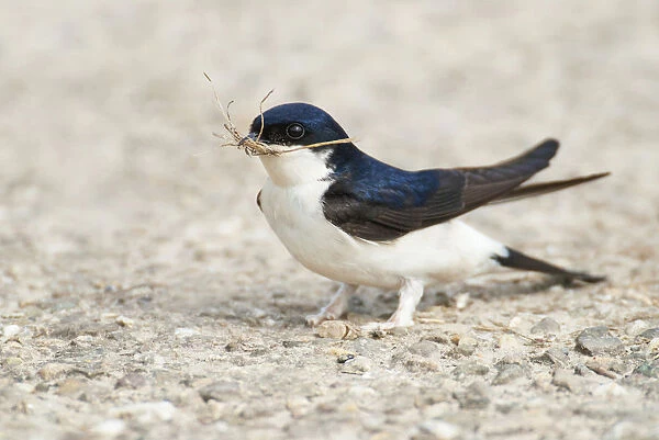 Common House Martin gathering nest material, Delichon urbicum, The Netherlands