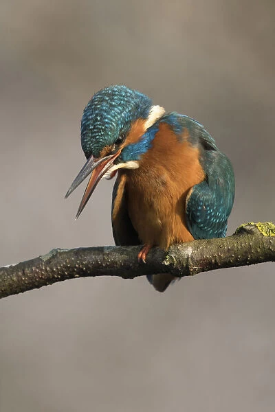 Common Kingfisher cleaning behaviour, Alcedo atthis, Netherlands