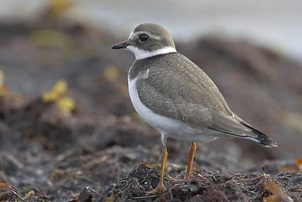 Common Ringed Plover immature standing on a beach, Charadrius hiaticula, Norway