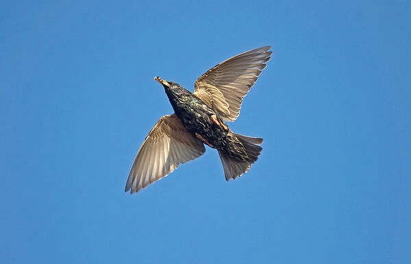 Common Starling in flight, Sturnus vulgaris