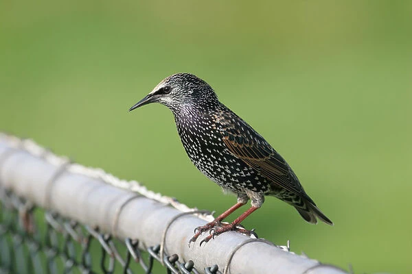 Common Starling perched on a fence, Sturnus vulgaris
