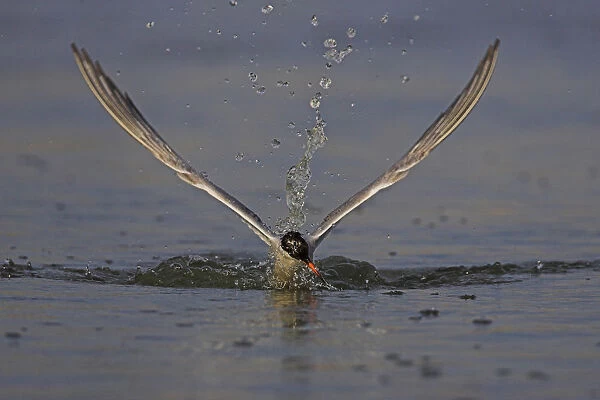 Common Tern fishing, Sterna hirundo