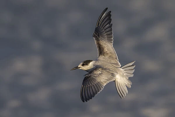 Common Tern immature in flight, Sterna hirundo, Portugal