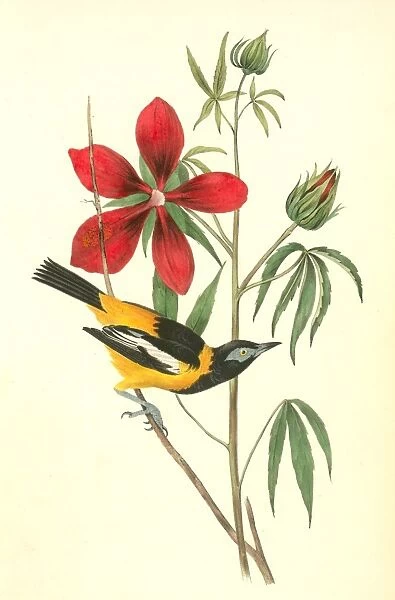 Common Troupial. Male. Audubon, John James, 1785-1851