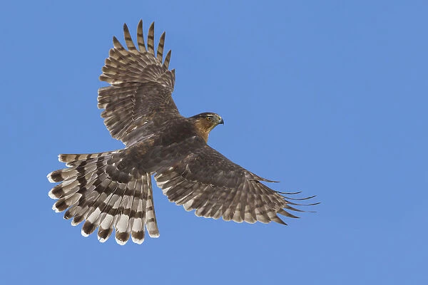 Cooper's Hawk, Accipiter cooperii, United States