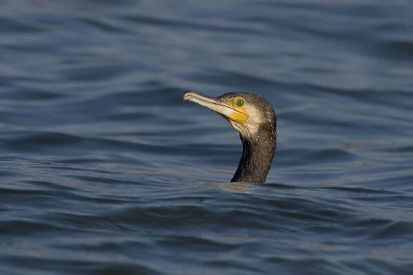 Cormorant swimming