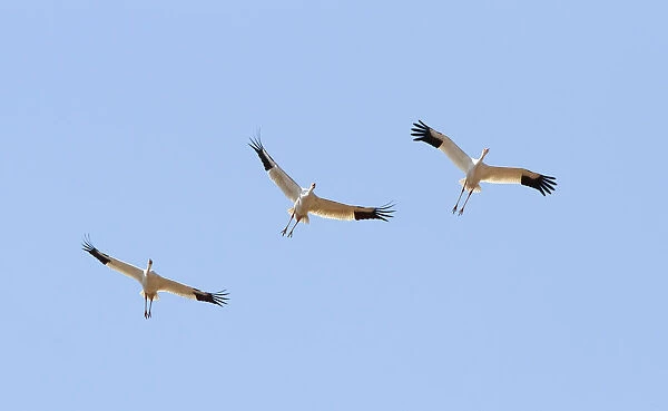 CRITICALLY ENDANGERED Siberian Cranes (Leucogeranus leucogeranus) in Chinese wintering area, Leucogeranus leucogeranus
