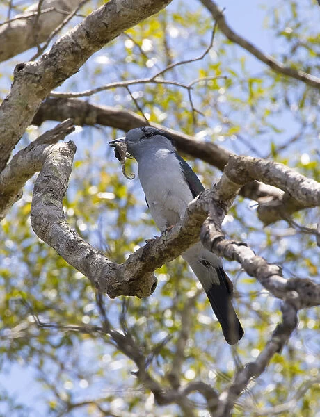 Cuckoo Roller, Leptosomus discolor, Madagascar
