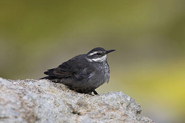 Dark-bellied Cinclodes perched on a rock, Cinclodes patagonicus