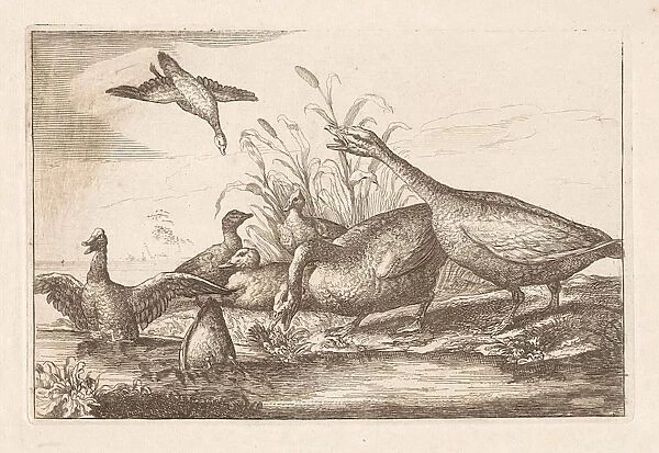 Ducks and geese, Francis Barlow, Pieter Schenk (I), 1675 - 1711