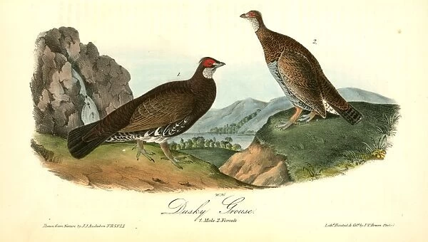 Dusky Grouse. 1. Male. 2. Female. Audubon, John James, 1785-1851