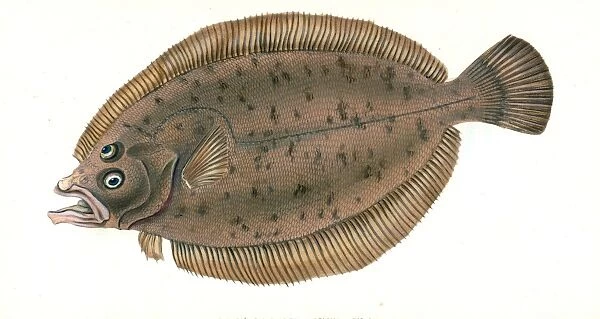 Electric Ray, Raja Torpedo, 1804, British fishes, Donovan, E. (Edward), 1768-1837