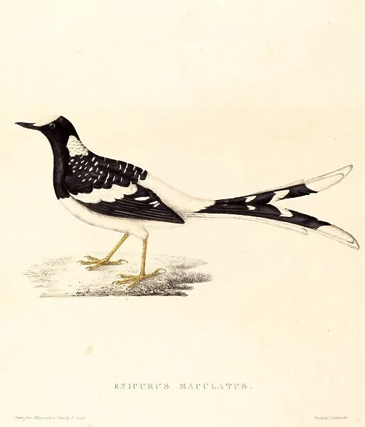 Elizabeth Gould, British (1804-1841), Enicurus Maculatus (Spotted Forktail), hand-colored