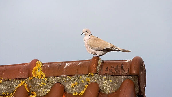 Eurasian Collared Doves oon a roof, Streptopelia decaocto