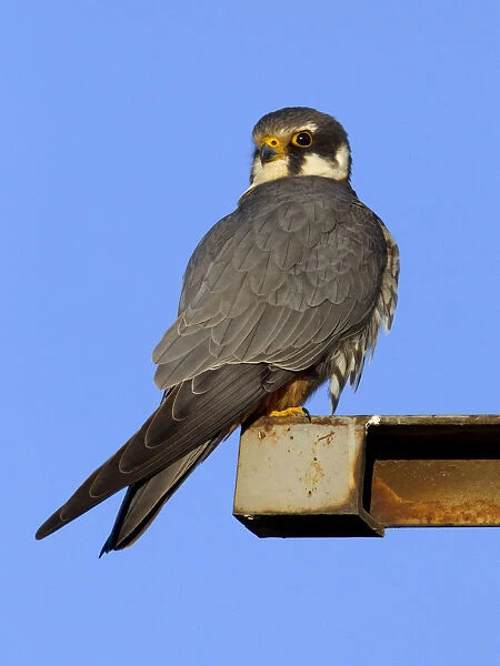 Eurasian Hobby perched on electricity mast, Falco subbuteo, Turkey