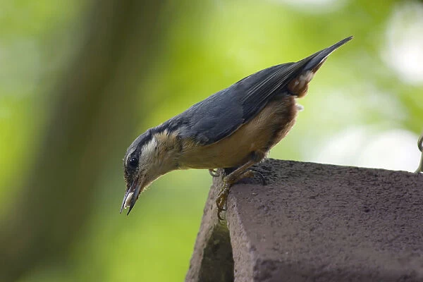 Eurasian Nuthatch adult with food at nestbox Netherlands, Sitta europaea