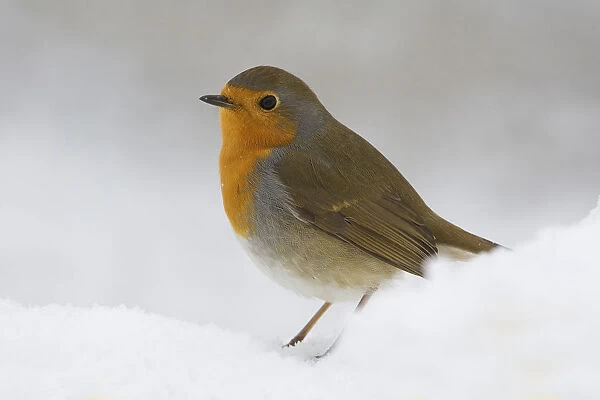 European Robin perched in snow, Erithacus rubecula, Italy