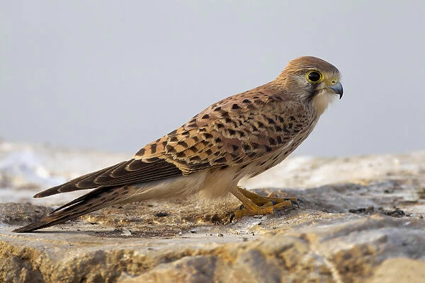 Female Common Kestrel, Falco tinnunculus, Egypt